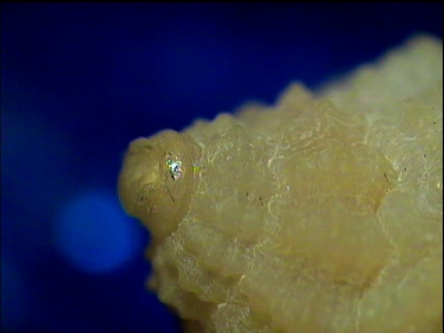 Coralliophila trigoi e C. panormitana